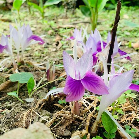 Bagdogra Himmat Guri Farmstead - Great Place To Chill With Family 빌라 외부 사진